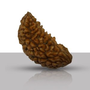 EkMukhi / One Faced Rudraksha