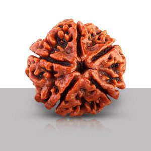 Panch Mukhi/ Five Faced Rudraksha