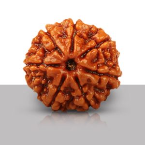 Saat Mukhi/ Seven Faced Rudraksha